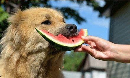 狗狗老公好粗好烫昨晚,激情一夜，粗壮烫手的爱恋